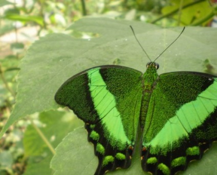 Grădina botanică Nikitsky din Crimeea