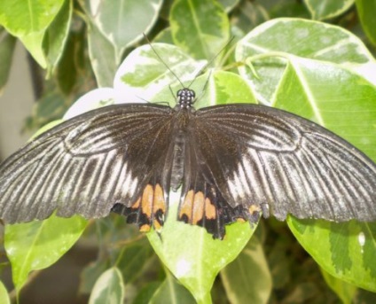 Grădina botanică Nikitsky din Crimeea