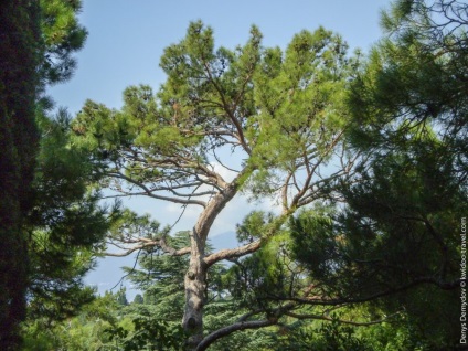 Grădina botanică Nikitsky din Crimeea