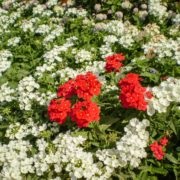 Grădina botanică Nikitsky din Crimeea