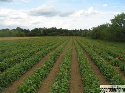 Cuie medicinale - cultivarea, proprietățile și acțiunea