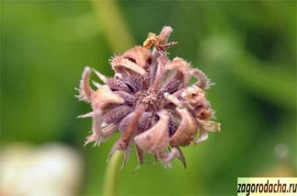 Körömvirág - termesztés, tulajdonságai és hatásai
