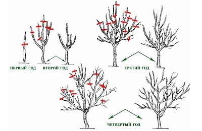 Tăierea cireșului pentru a reduce creșterea și formarea copacului