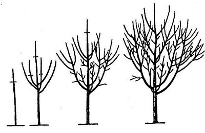 Tăierea cireșului pentru a reduce creșterea și formarea copacului
