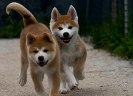 Prezentare generală a rasei de câini Akita Inu standard, descriere, îngrijire și foto reprezentanți