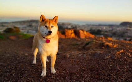 Prezentare generală a rasei de câini Akita Inu standard, descriere, îngrijire și foto reprezentanți