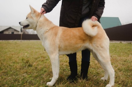 Prezentare generală a rasei de câini Akita Inu standard, descriere, îngrijire și foto reprezentanți