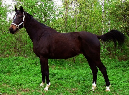 Prezentare generală a rasei de cai trakehner, descrierea și fotografia acesteia