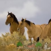 Преглед Trakehner кон, неговото описание и снимка