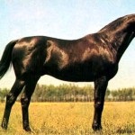Prezentare generală a rasei de cai trakehner, descrierea și fotografia acesteia