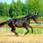 Prezentare generală a rasei de cai trakehner, descrierea și fotografia acesteia