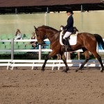 Prezentare generală a rasei de cai trakehner, descrierea și fotografia acesteia