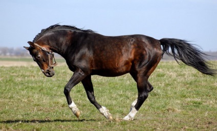 Преглед Trakehner кон, неговото описание и снимка