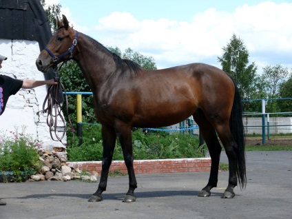 Преглед Trakehner кон, неговото описание и снимка