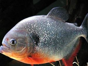 Pești periculoși care trăiesc în Amazon, un blog despre apă și sub apă