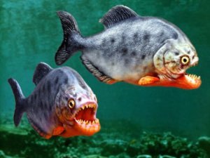 Veszélyes hal él az Amazon, a blog víz és víz alatti