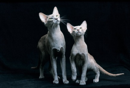 ориенталски котки