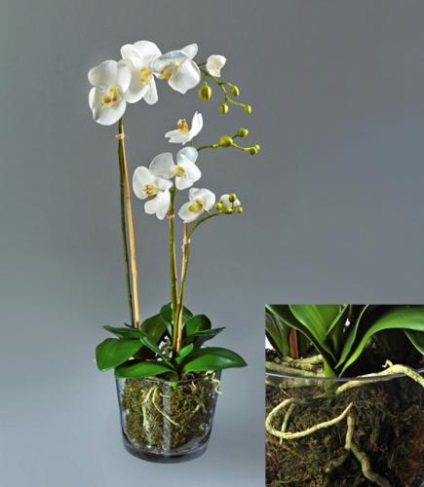 Orchid phalaenopsis mini - pe pervazul ferestrei