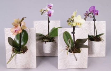 Orchid phalaenopsis mini - pe pervazul ferestrei
