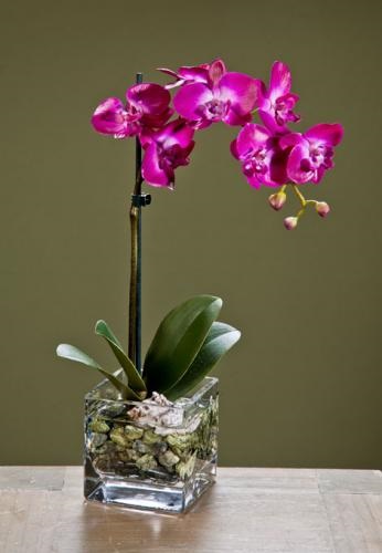 Orchid phalaenopsis mini - pe pervazul ferestrei