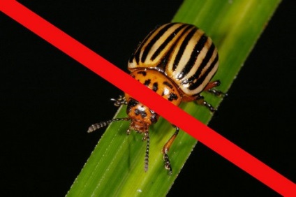 Poison din gândacul Colorado selectează un pesticid eficient