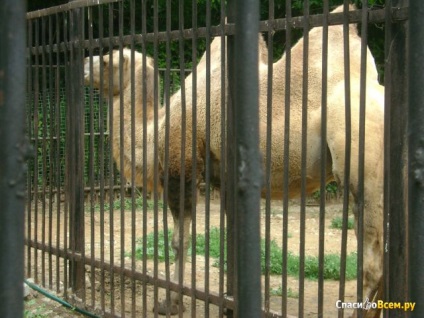 Feedback despre grădina zoo-botanică din Kazan (Kazan, st.