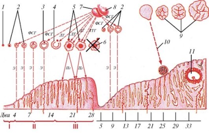 Ciclul ovarian-menstrual
