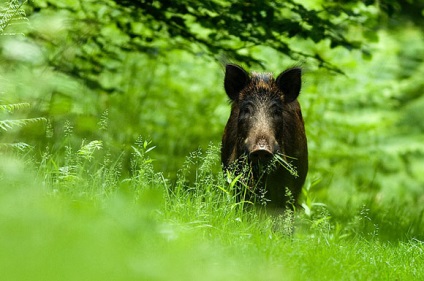 Vânătoare de dosar pentru porci mistreți, mistreți, sekacha