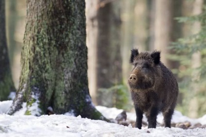 Vânătoare de dosar pentru porci mistreți, mistreți, sekacha