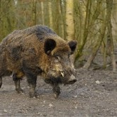 Vânătoare de dosar pentru porci mistreți, mistreți, sekacha