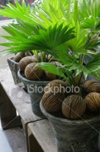 Palm Liviston - îngrijire, reproducere, verde