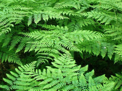 Bracken Fern