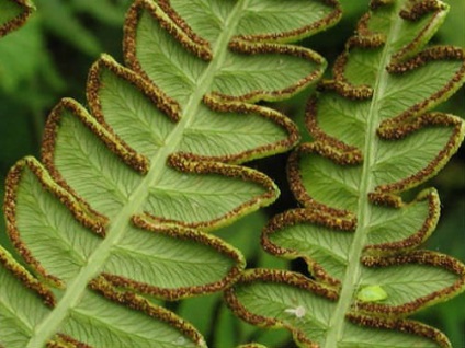 Bracken Fern