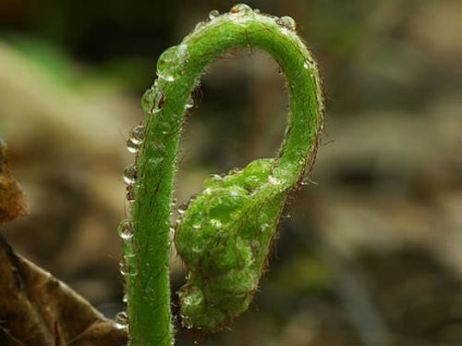 Bracken Fern