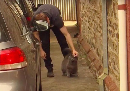 Tipul a salvat pisica, iar pisica la salvat pe tip! Legea întoarcerii lucrărilor bune pe 100% - animalele iubite