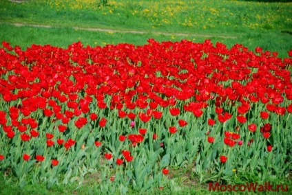 Parcul numit după aniversarea a 50 de ani din octombrie - plimbări la Moscova, parcuri