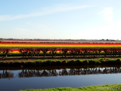 Kökenhof Tulips Park