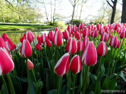 Kökenhof Tulips Park