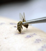 Albine pentru a menține frumusețea și sănătatea