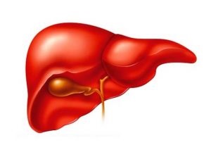 Boli hepatice ale bovinelor bovine, abces în ficatul vacilor