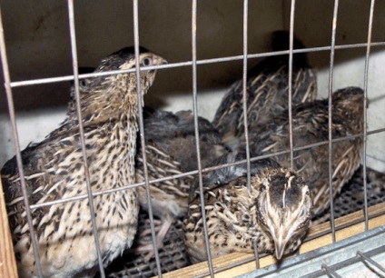 Păsări de reproducție și hrănire la domiciliu, de unde să începem