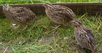 Păsări de reproducție și hrănire acasă, de unde să începem