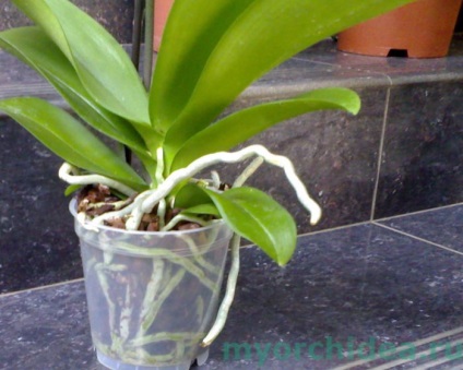 Transplantul Phalaenopsis - secrete și trăsături