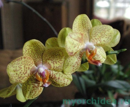 Transplantul Phalaenopsis - secrete și trăsături