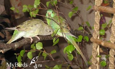 Song Parrot este o enciclopedie a proprietarului unei pasari