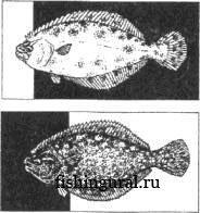 Pigmenți (fizeologia peștilor)