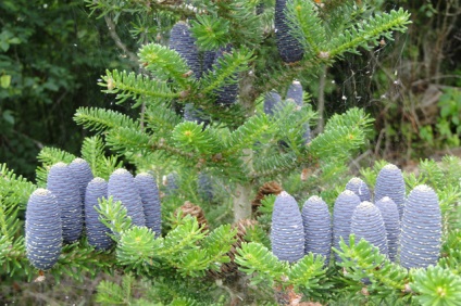 Bine fotografie coreeană, plantare și îngrijire