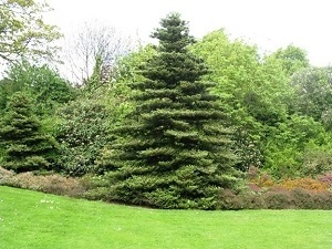 Coreea de plantare coreeană și de îngrijire, fotografie și descriere