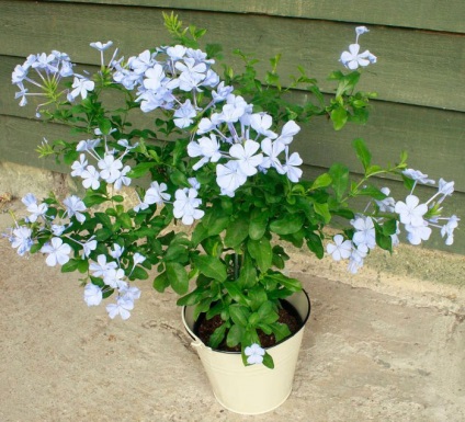 Plumbago (porcine) de îngrijire la domiciliu, transplant și reproducere