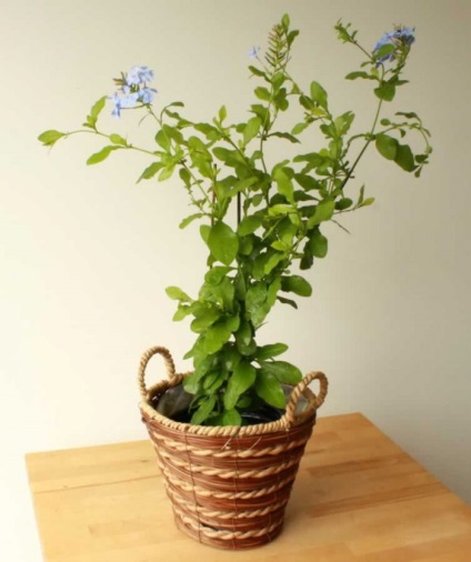 Plumbago (porcine) de îngrijire la domiciliu, transplant și reproducere